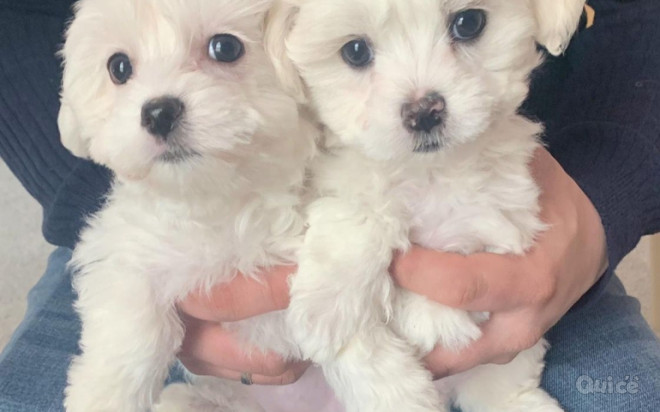 Cuccioli Maltesi Bianco Ghiaccio foto-336305