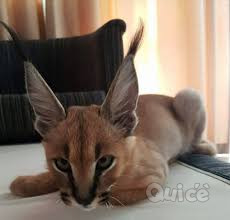 Disponibili cuccioli Savannah e serval caracal e Ocelot foto-337513