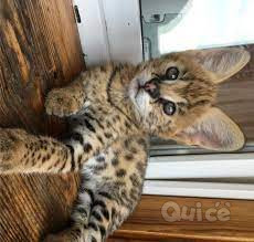 Disponibili cuccioli Savannah e serval caracal e Ocelot foto-38876