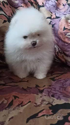 Dolci cuccioli di Spitz Pomerania disponibili foto-38952