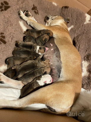 Cuccioli Old Tyme x Bulldog Inglese foto-339098