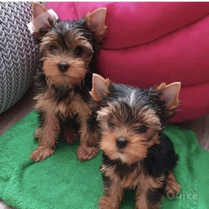 Disponibili cuccioli di yorkshire terrier maschio e femmina foto-39052