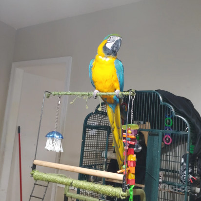 pappagallo Ara d'oro foto-39053