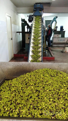 Olio annata 2021 bio foto-343256