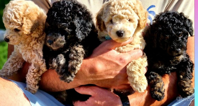 Cuccioli di barboncino maschio e femmina addestrati al vasino foto-39805