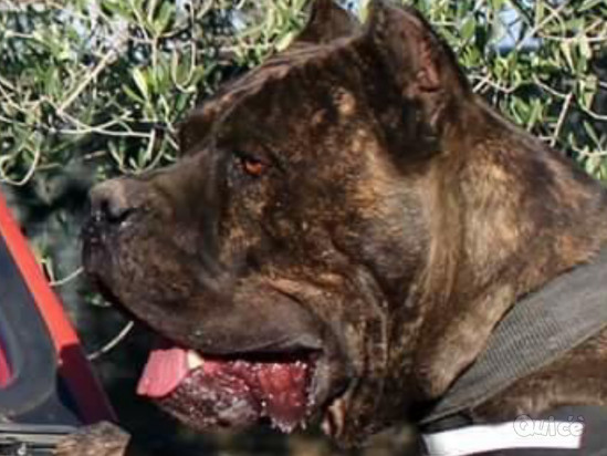 Cuccioli cane Corso alta selezione guardia difesa  foto-347295