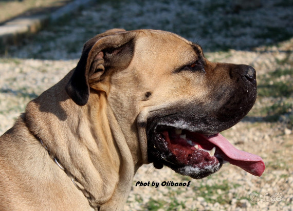 Cuccioli cane Corso alta selezione guardia difesa  foto-347296