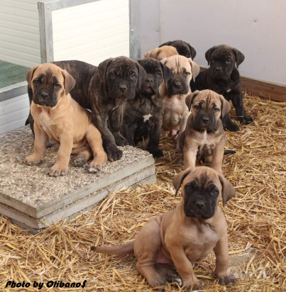 Cuccioli cane Corso alta selezione guardia difesa foto-39939