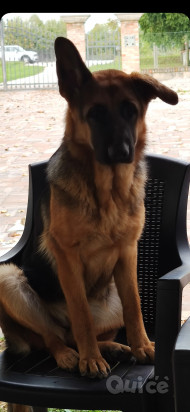 REGALO PASTORE TEDESCO FEMMINA foto-40069