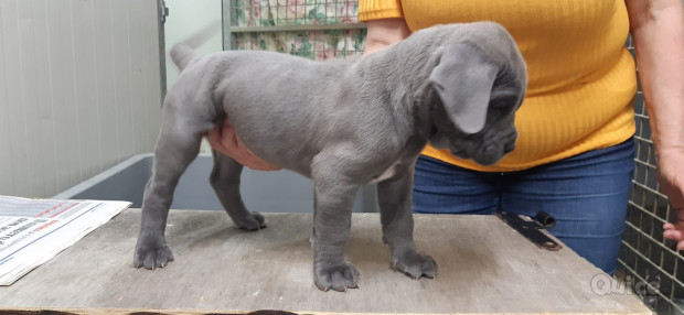 Cane Corso  foto-350013