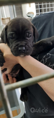 Cane Corso  foto-350014
