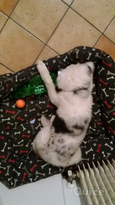 Cucciola lagorai di 4 mesi foto-351038