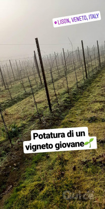 Servizi di impianto,gestione ed estirpo vigneti foto-22202