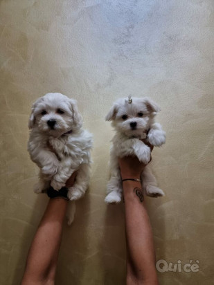 bellissimi cuccioli di maltese foto-40687