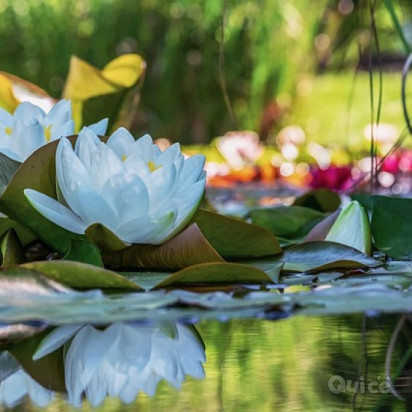 LAGO MAGGIORE & Isole Borromee foto-352050