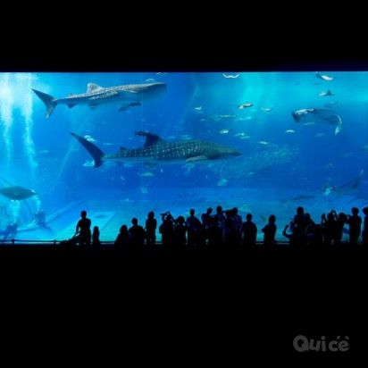 CINQUE TERRE, Acquario di Genova & PONTREMOLI - 3 Giorni e 2 Notti foto-352129