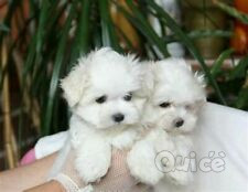 Cuccioli di maltese toy foto-41774