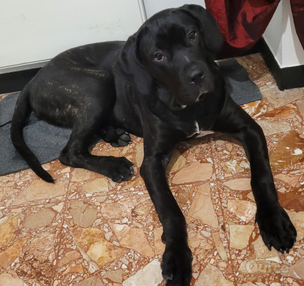 Cucciola Cane Corso foto-41807