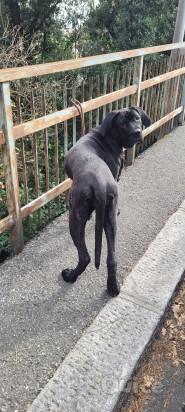 Cucciola Cane Corso foto-358707