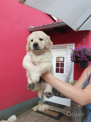 Cuccioli di Golden Retriever foto-41899