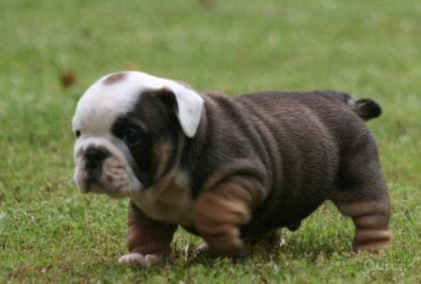 Cuccioli di bulldog inglese foto-41900