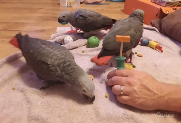 Bellissimi e adorabili pappagalli grigi africani del Congo maschi e femmine. foto-41985