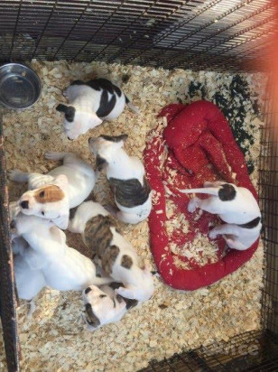 CUccioli di Bulldog Americano per l'adozione gratuita foto-42124