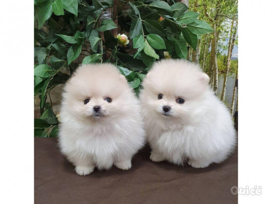 Bellissimi cuccioli di Pomerania per una buona casa foto-42307
