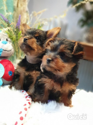Regalo Yorkshire cuccioli foto-43001