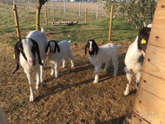 Capre di razza Maltese foto-368588