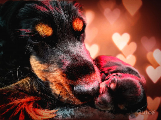 SPLENDIDI COCKER SPANIEL INGLESE foto-369936