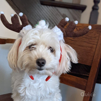 Disponibili cuccioli di maltese sia maschi che femmine foto-43477