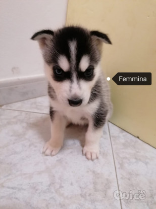 Siberian Husky foto-371781