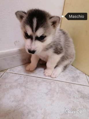 Siberian Husky foto-43619