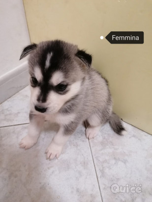 Siberian Husky foto-371783