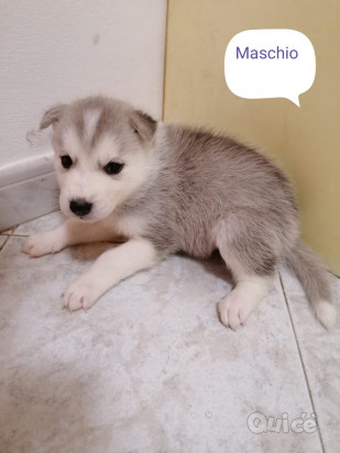 Siberian Husky foto-371782