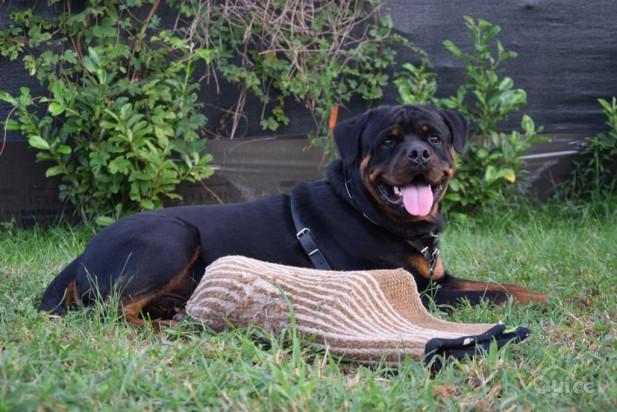 Disponibile rottweiler per accoppiamento  foto-43620
