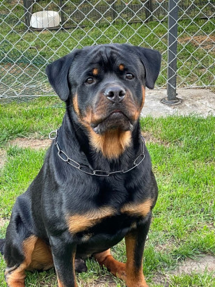 Disponibile rottweiler per accoppiamento  foto-371785