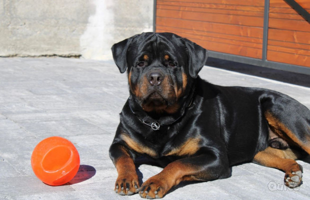 Disponibile rottweiler per accoppiamento  foto-371787
