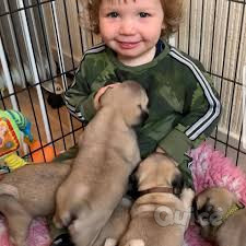 Bellissimi cuccioli di Carlino foto-373695