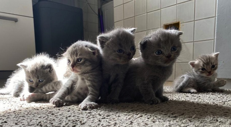 Cuccioli gattini Scottish Fold e Stright foto-375801