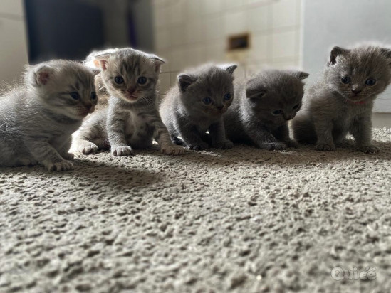 Cuccioli gattini Scottish Fold e Stright foto-43989