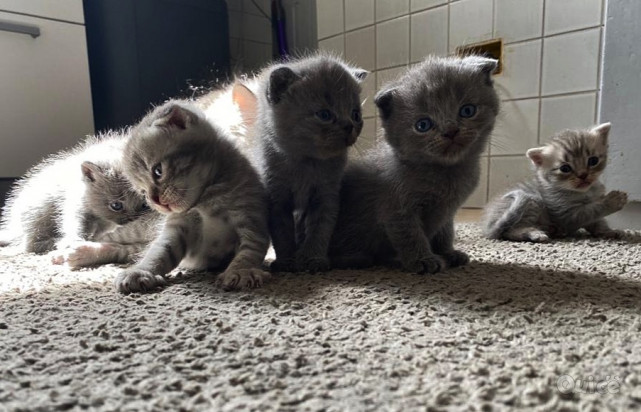 Cuccioli gattini Scottish Fold e Stright foto-375803