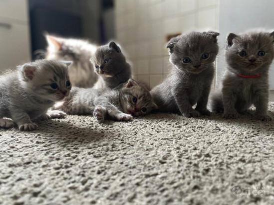 Cuccioli gattini Scottish Fold e Stright foto-375804
