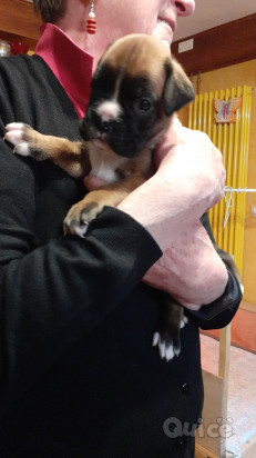 Cuccioli Boxer foto-378711
