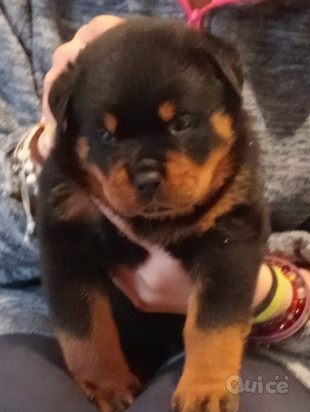 Cuccioli rottweiler foto-44366