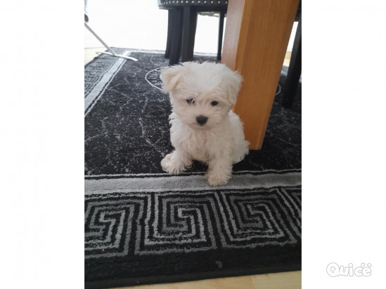 DISPONIBILI CUCCIOLI DI MALTESE TOY foto-383964