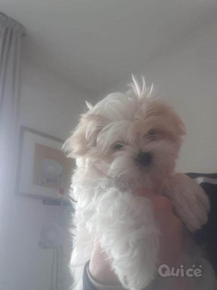 Cuccioli di maltese purissimi 3 mesi foto-386554