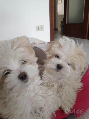 Cuccioli di maltese purissimi 3 mesi foto-386552