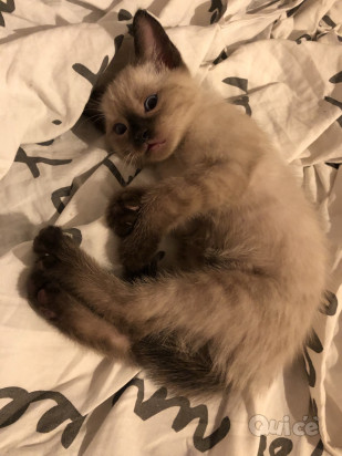 Cuccioli di siamese thai splendidi  foto-393396